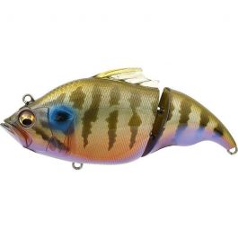 ito-cichlid-z-4931-493164.jpg